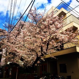 nishihara5