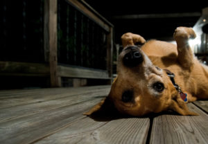 dog